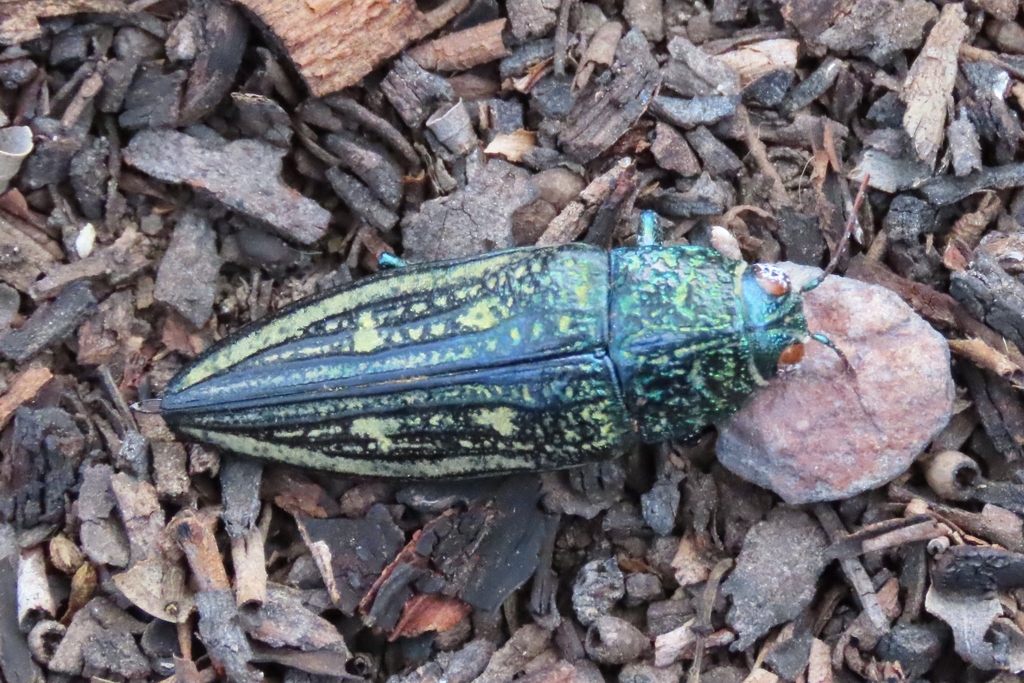 Pseudotaenia salamandra