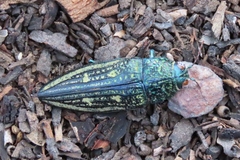Pseudotaenia