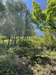 Platycladus orientalis