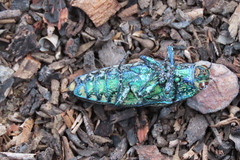 Pseudotaenia
