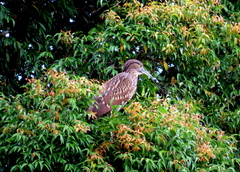 Nycticorax caledonicus