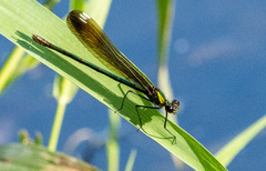 Calopteryx aequabilis