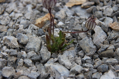Silene uralensis
