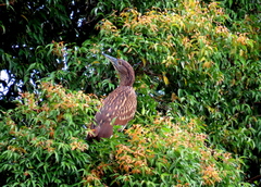 Nycticorax caledonicus