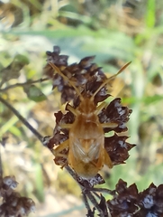 Stictopleurus abutilon