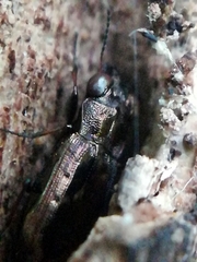 Notiophilus quadripunctatus