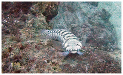 Parapercis tetracantha