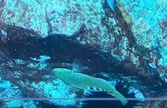 Pseudolabrus luculentus