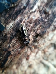 Notiophilus quadripunctatus