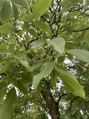 Juglans regia