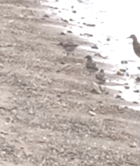 Charadriiformes