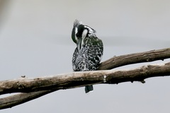 Ceryle rudis rudis