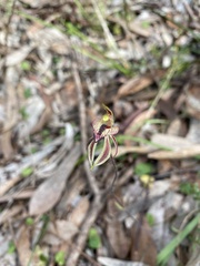 Caladenia cardiochila