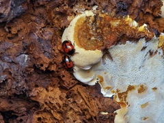 Diaperis nigronotata