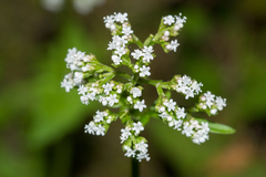 Valeriana flaccidissima