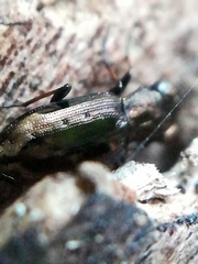 Notiophilus quadripunctatus