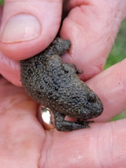 Bombina variegata