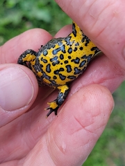 Bombina variegata