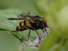 Volucella inanis