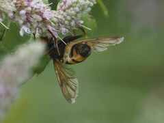 Volucella inanis