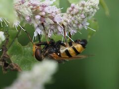 Volucella inanis