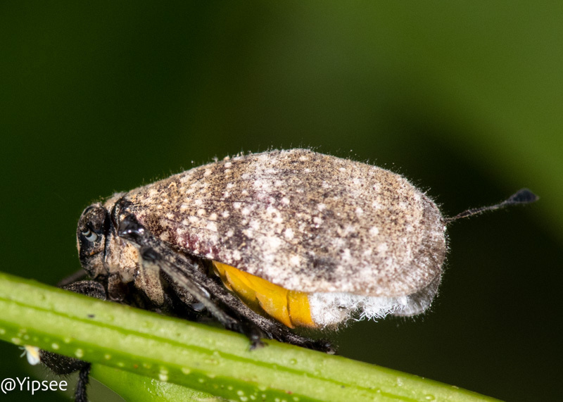 Ancyra vicina