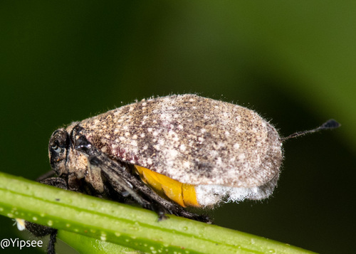 Ancyra vicina