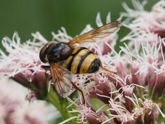 Volucella inanis