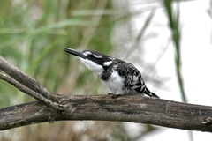 Ceryle rudis rudis