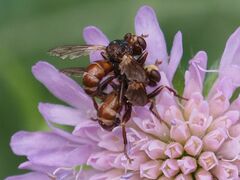Sicus ferrugineus
