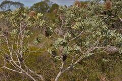Banksia sceptrum