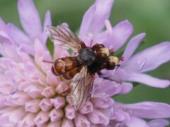 Sicus ferrugineus