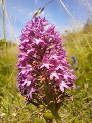 Anacamptis pyramidalis
