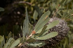 Banksia sceptrum