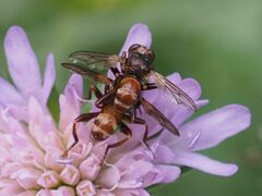 Sicus ferrugineus