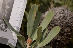 Banksia sceptrum