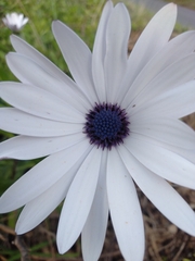 Dimorphotheca ecklonis