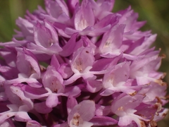 Anacamptis pyramidalis