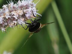 Volucella pellucens
