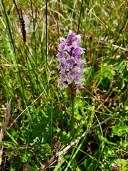 Dactylorhiza fuchsii