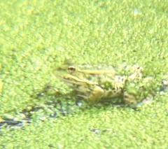 Pelophylax
