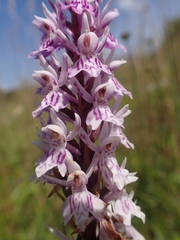Dactylorhiza fuchsii