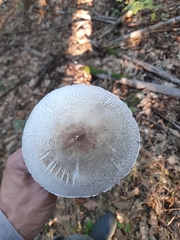 Agaricus xanthodermus