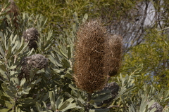 Banksia sceptrum