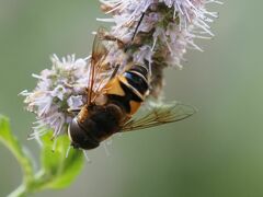 Eristalis similis
