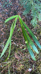 Agapanthus praecox