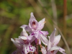 Dactylorhiza fuchsii