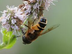 Eristalis similis