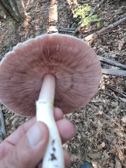 Agaricus xanthodermus
