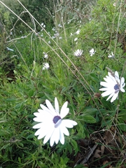 Dimorphotheca ecklonis